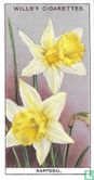 Daffodil - Afbeelding 1