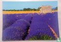 Image de Provence - Image 1