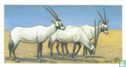 Arabian Oryx - Afbeelding 1