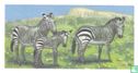 Cape Mountain Zebra - Bild 1
