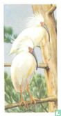 Japanese Crested Ibis - Image 1