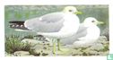 Common Gull - Image 1