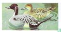 Pintail - Afbeelding 1