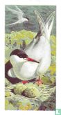 Common Tern - Image 1