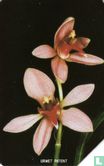 Orchid pink - Image 1