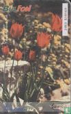 Tulipa rhodopaea - Afbeelding 2