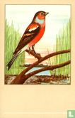 Vink - Afbeelding 1