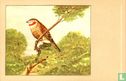 Bandvink - Image 1