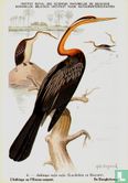 De Slanghalsvogel / L'Anhinga ou Oiseau-serpent [Afrikaanse Slangenhalsvogel] - Afbeelding 1