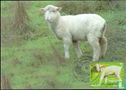 Lamb - Image 1