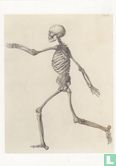 Human Skeleton: lateral view, c. 1804-1806 - Bild 1