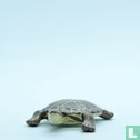 Eastern Snake-Necked Tortoise - Afbeelding 1
