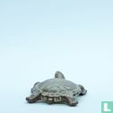 Eastern Snake-Necked Tortoise - Afbeelding 2