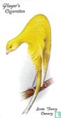 Scots Fancy Canary - Afbeelding 1