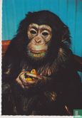 Jonge chimpansee in Artis - Image 1