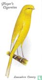 Lancashire Canary - Afbeelding 1