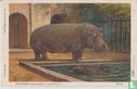 Artis: Nijlpaard - Afbeelding 1