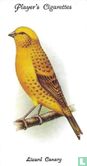 Lizard Canary - Image 1