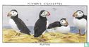 Puffins - Image 1
