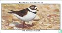 The Ringed Plover - Afbeelding 1