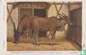 Natura Artis Magistra/ Livingstone's eland antiloop - Afbeelding 1