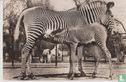 Grevy-zebra met jong in Artis - Bild 1