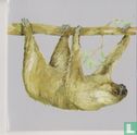 Artis: Tweevingerige luiaard
