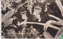 Chimpansée's Thomasvaer en Pieternel