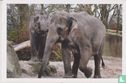 Artis: Aziatische olifant Elephas maximus - Afbeelding 1