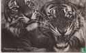 Sumatraanse tijgers - Afbeelding 1