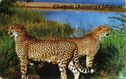 Cheeta (Acinonyx jubatus) - Afbeelding 1