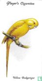 Yellow Budgerigar - Image 1