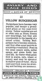 Yellow Budgerigar - Image 2