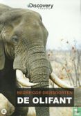 Bedreigde diersoorten: De olifant - Image 1