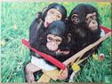 Chimpansee Baby's - Bild 3