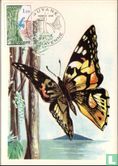 Guyane - Image 1