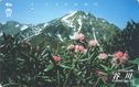 Flowers in front of Mt. Tanigawa - Afbeelding 1