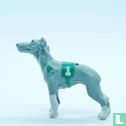 Speedo (Italian Greyhound) - Afbeelding 3