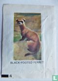 Black-Footed Ferret - Afbeelding 1