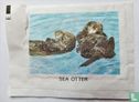 Sea Otter - Image 1