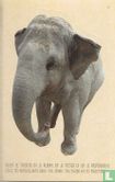 Olifant / Éléphant - Afbeelding 1