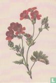 Rode bloem (Red Flower), 1830