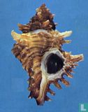 Chicoreus insularum