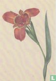 Ferraria Tigrina, 1817 - Image 1
