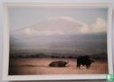 Kenya Amboseli et le Kilimandjaro .XXXVI-k2 - Bild 1
