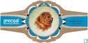 Chow-Chow - Image 1