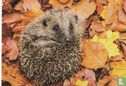Egel  - Bild 1