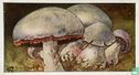 Inoloma - Bild 1