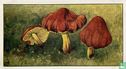 Hygrophorus