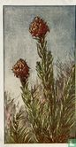Cryptomeria - Bild 1